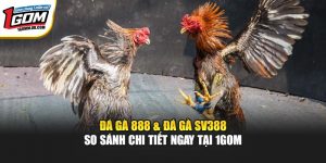 Đá Gà 888 & Đá Gà SV388 - So Sánh Chi Tiết Ngay Tại 1GOM